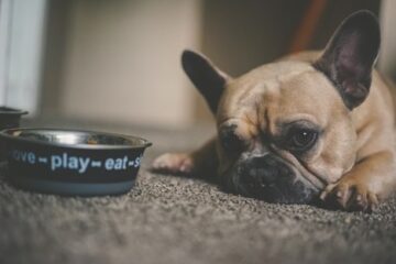 Freshpet Reviews What Every Dog Parent Should Know About Balanced Diets